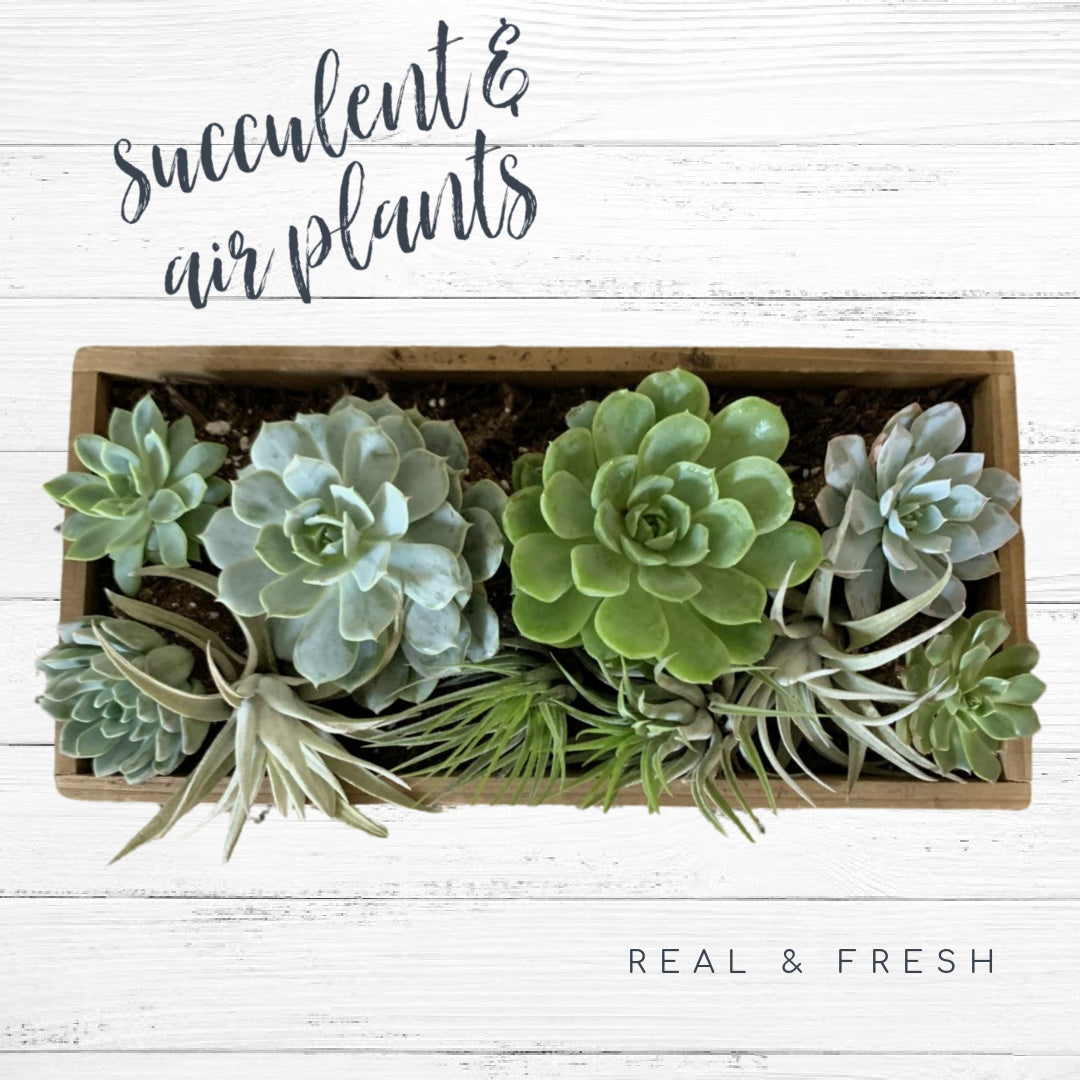 Variety of Succulents, Air Plants and Soil