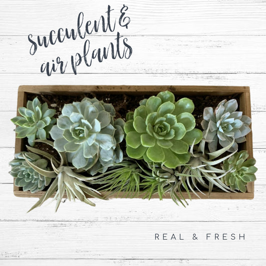 Variety of Succulents, Air Plants and Soil